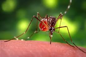 mosquito